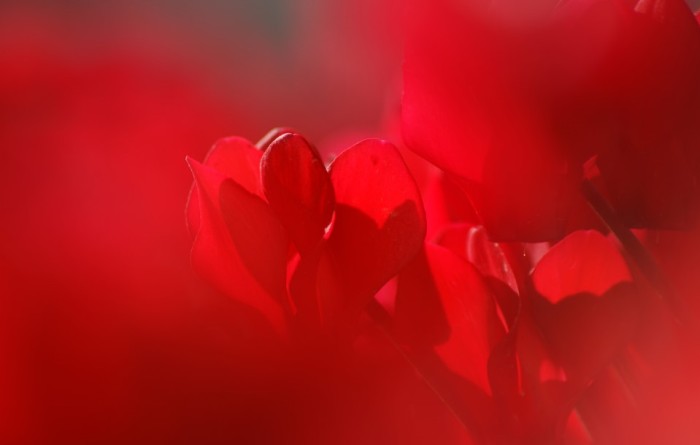 ¿Por qué a veces el flujo menstrual es de color café?