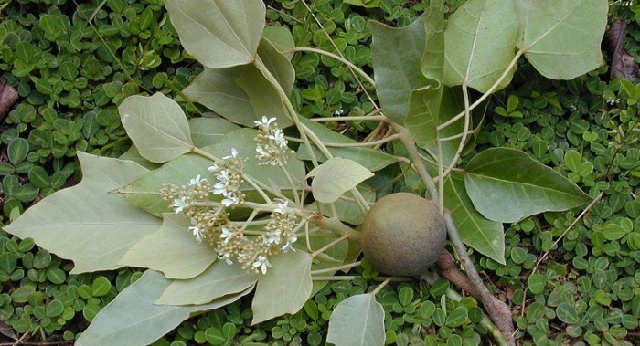 Trágica muerte de una mujer en Argentina tras realizar dieta con 
