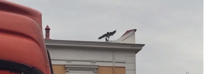 Águila 'cazando' a una paloma en pleno Providencia sorprende a transeúntes