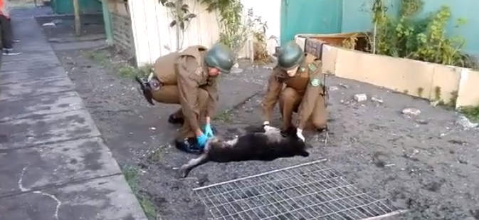 ¡Horrible hecho! Perro muere tras ser lanzado desde tercer piso en San Pedro de la Paz