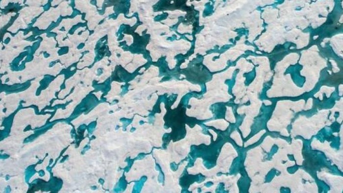 ¿Logras ver el oso polar? El nuevo desafío visual que tiene a todo el mundo de cabeza