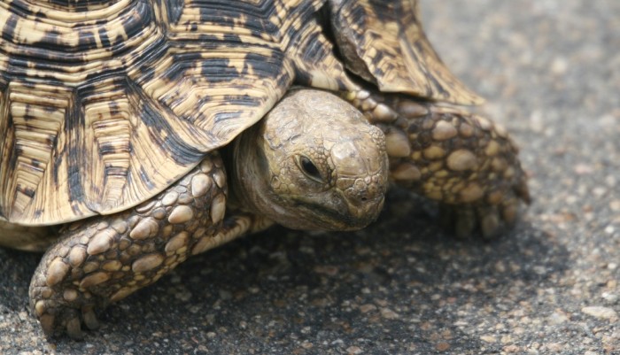 Dueños perforan caparazón de su tortuga para amarrarla en el jardín e irse de vacaciones