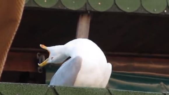¿Lo habías visto? Este es el origen del popular meme de la gaviota intensa