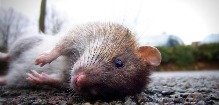 Francia: Ratas atacaron a adolescente parapléjica mientras dormía y le dejaron 225 heridas