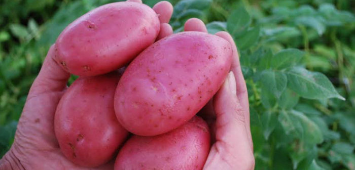Cuarentena en zona sur por plaga en cultivo de papas podría durar 15 años