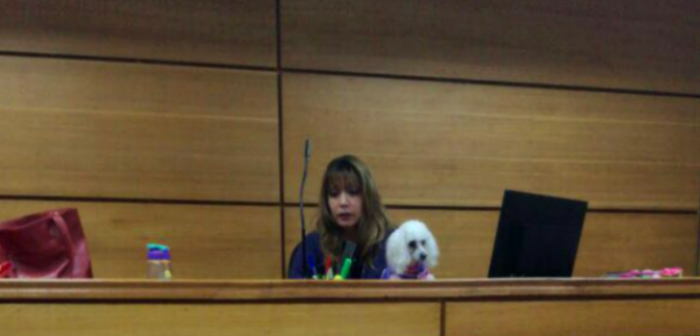 Insólito: captan a Magistrada dirigiendo audiencia con su mascota en Juzgado de Bulnes