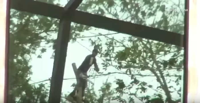 Hombre muere degollado por su propia motosierra: cortaba ramas caídas tras paso de Irma