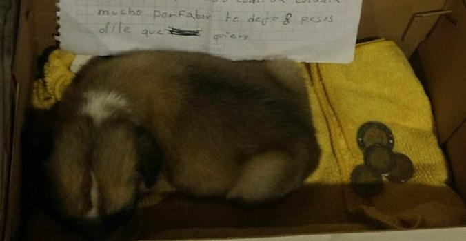 Pequeña intenta salvar la vida de su mascota con emotiva carta ante abandono de sus padres