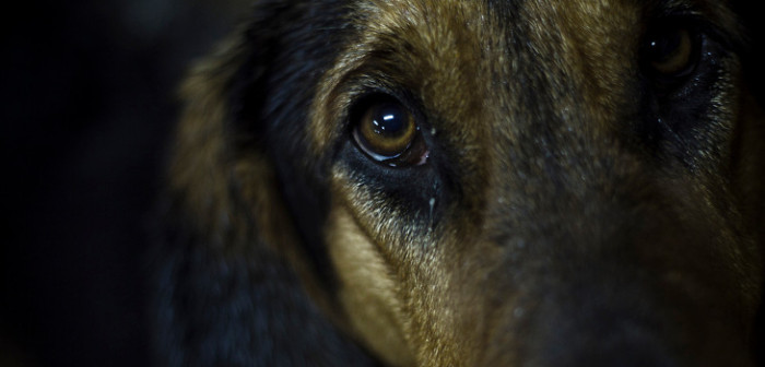 Vecinos podrán adoptar 15 perros que fueron abandonados en un departamento de Providencia