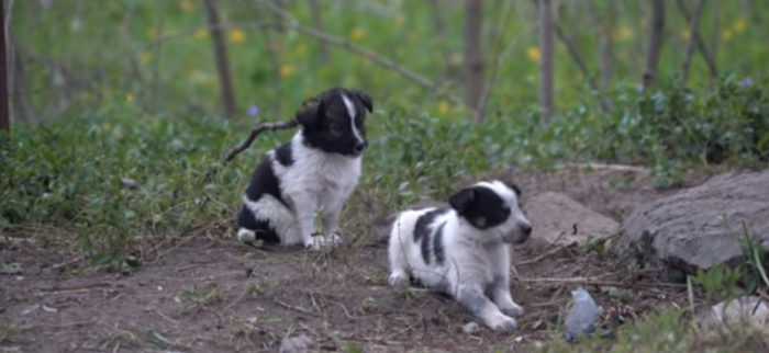 La dura realidad de los 'perros radioactivos' de Chernobyl: nadie puede tocarlos