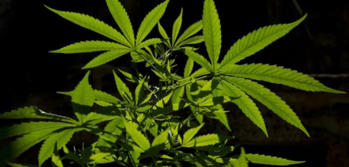 La gran mentira de los 'Grow shops' de acuerdo a los Carabineros: son una estafa