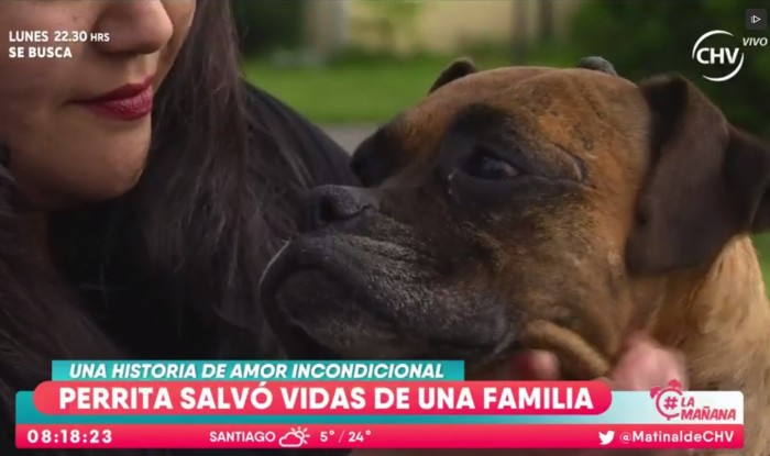 La conmovedora historia de la perrita que salvó a su familia de un incendio en Temuco