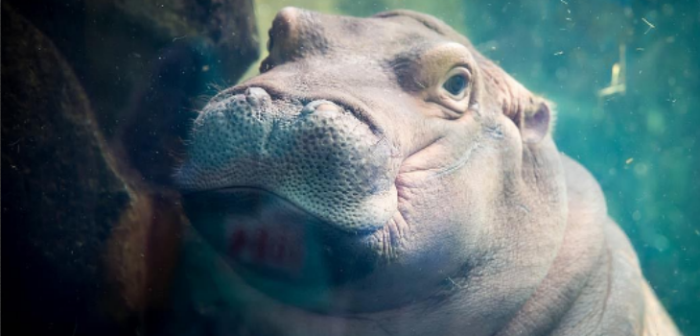 Hipopótamo fue sin querer la protagonista de una pedida de matrimonio: hizo photobomb