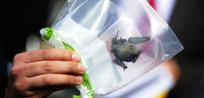 Confirman nuevo caso de murciélago con rabia en Temuco: activan vacunación masiva