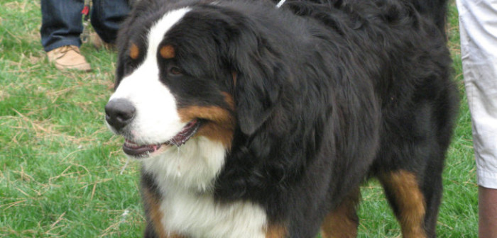 Dueño de perro deberá pagar indemnización tras accidente generado por su can en Las Condes