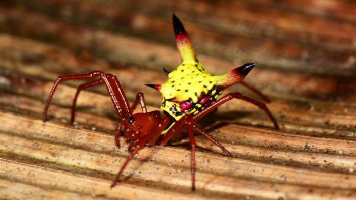 Fotógrafo de Nat Geo descubre en Honduras una araña que se parece a Pikachu