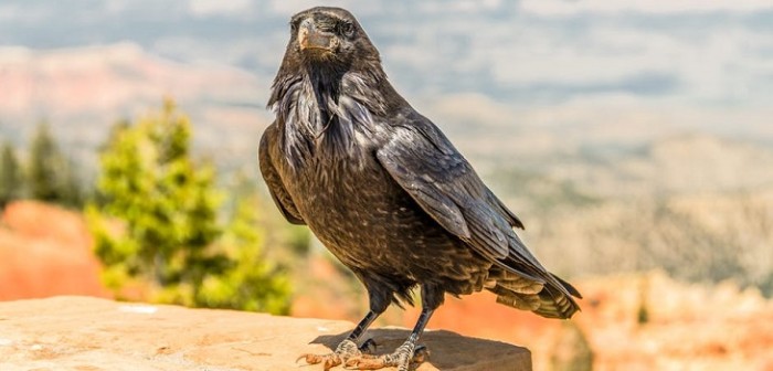 Los inesperados obsequios que ha recibido una niña de parte de pájaros que ha alimentado