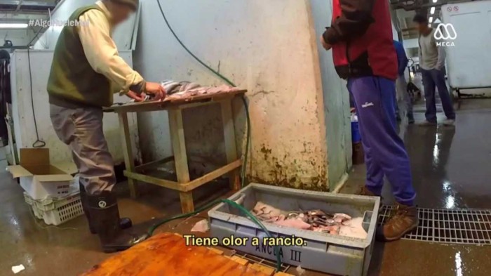 'Misión Encubierta': Televidentes impactados tras grave denuncia en Terminal Pesquero