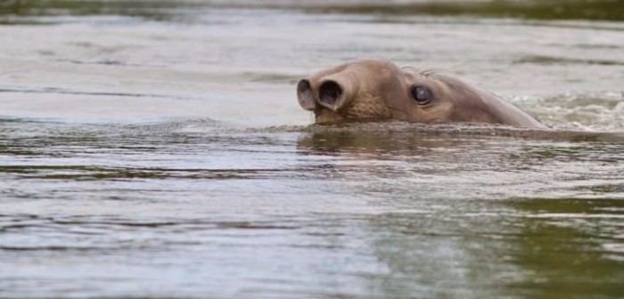 Avistan en el río Toltén a elefante marino que habita en aguas de la Antártica