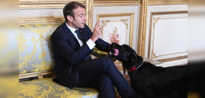 Divertido video muestra a perro del presidente de Francia orinando en reunión ministerial