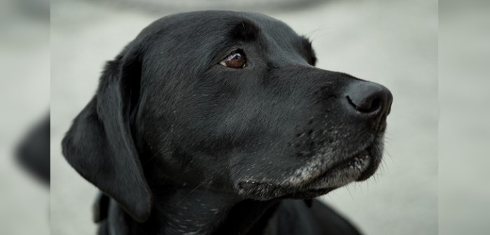 Indignación en Argentina: Sujeto amarró a perro a su moto y lo arrastró por varias cuadras