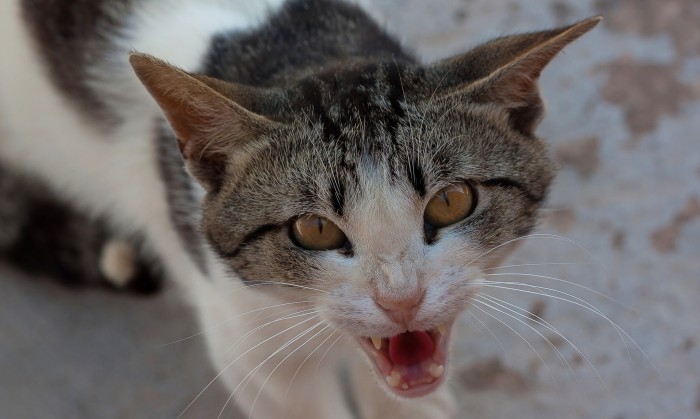El único (e insólito) sospechoso por intento de homicidio en Japón: un gato callejero