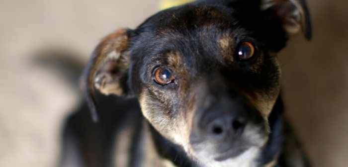 Joven fue blanco de críticas tras intentar convertir a su perro en vegano ¿Es posible?