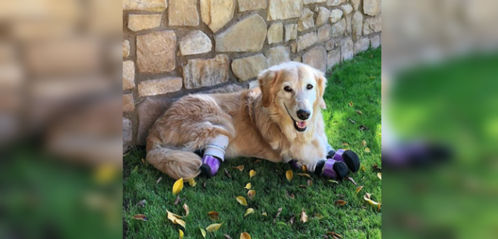 Golden Retriever que perdió sus cuatro patas hoy se luce como perrita de terapia