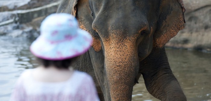 Hombre murió aplastado por un elefante en India tras acercarse para tomarle una foto