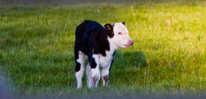 Impacto por nacimiento de ternero con 8 patas, 2 cabezas y 2 colas en Tomé