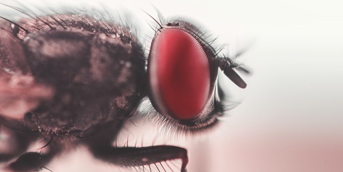 ¿Comiste algo que tuvo contacto con una mosca? Estudio revela por qué no deberías hacerlo