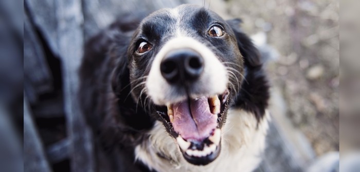 Te asustarás la primera vez que lo veas: Extraña ilusión óptica de perro arrasa en Twitter