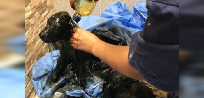 Cruel caso de maltrato a cachorros indignó en redes sociales: les arrojaron alquitrán