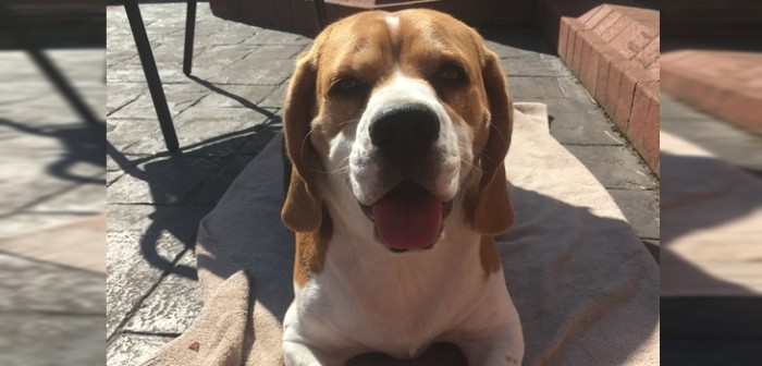 ¿Donald Trump en la oreja de un perro? La curiosa fotografía que arrasa en redes sociales