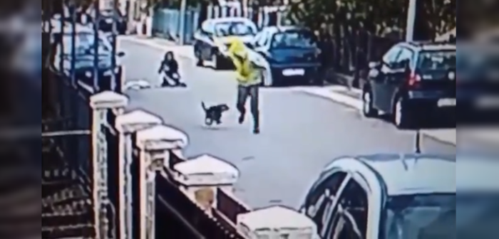 ¡Un héroe! Video muestra cómo perrito salvó a mujer de un asaltante: se volvió viral