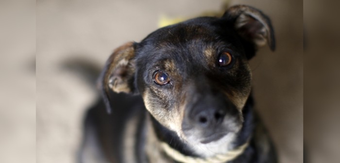 El insólito olvido de Carabineros: perro antidroga quedó arriba de bus que fiscalizaba