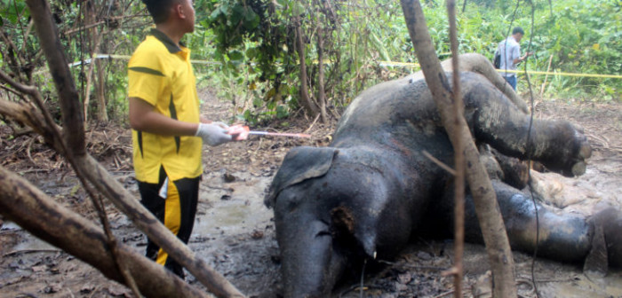 Elefanta preñada muere en Sumatra: indagan razón por la cual sus órganos estaban negros