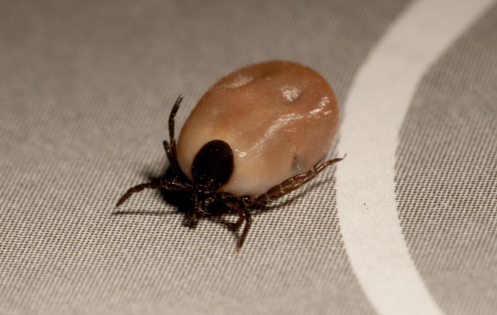 ¡No lo vas a creer! Estudio determina desde cuándo existen las garrapatas