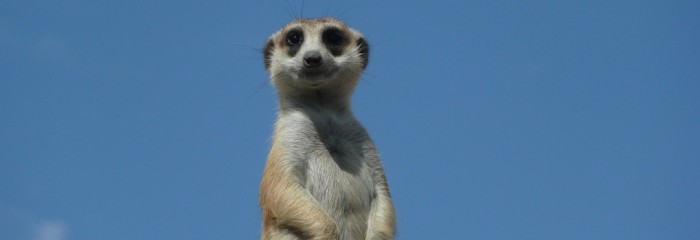 Indignante estado de una suricata en una tienda genera ola de críticas en redes sociales