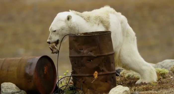 El desolador registro de un oso polar muriendo de hambre en Canadá que impactó en redes