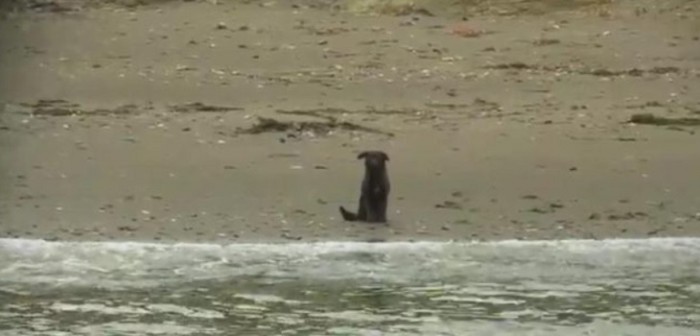 Rescatan a perrita náufraga que vivió 8 años en solitaria isla de Chiloé: fue adoptada