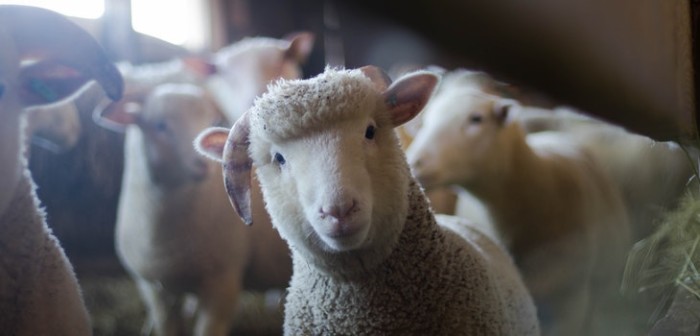 Curioso aviso de compra sureño se convirtió en viral: “necesito medio cordero, pero vivo”