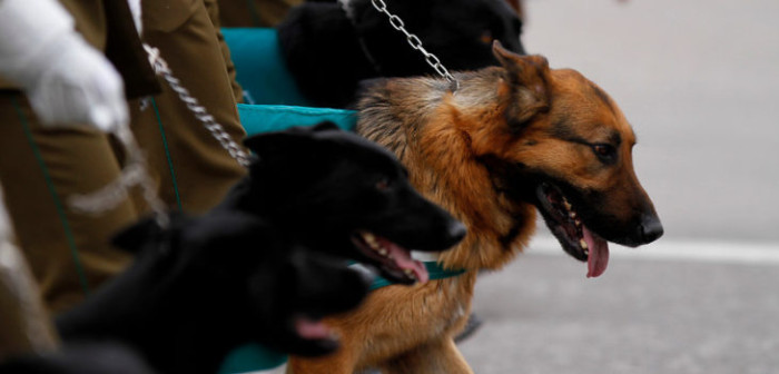Perro de Carabineros muerde a niña durante fiesta navideña presidencial en Curicó