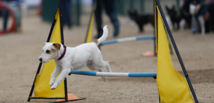 Los perros también tienen derecho: abrirán parque de diversiones caninas en Los Ángeles