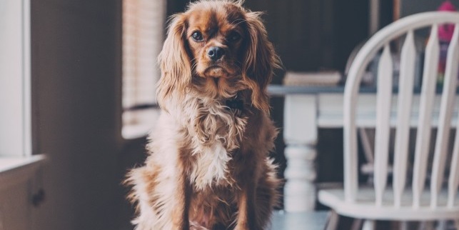 ¿Por qué no deberías darle chocolate a tu perro? Cuidado con lo que come