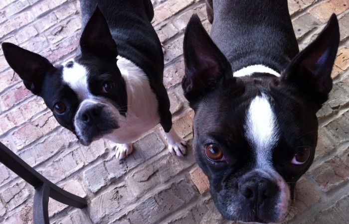 Así es el hotel de lujo para perros en India: tienen spa y veterinario las 24 horas