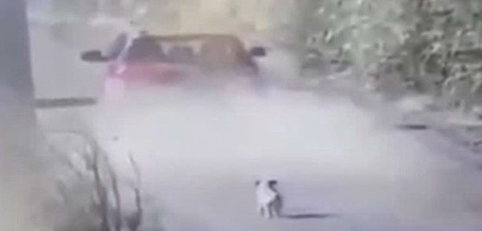 El final feliz de una perrita víctima de desalmado abandono de su dueña en medio de camino