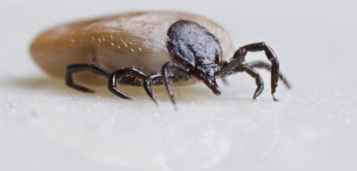 Vecinos acusan nuevo caso de plaga de garrapatas en cerros de Valparaíso