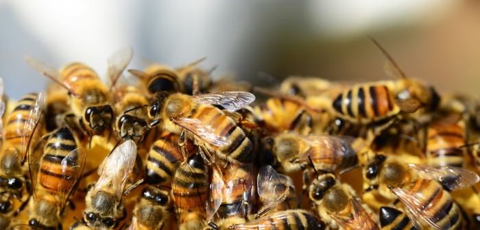 ¡Qué dolor! Ataque de abejas deja hospitalizado a un grupo de policías en Brasil