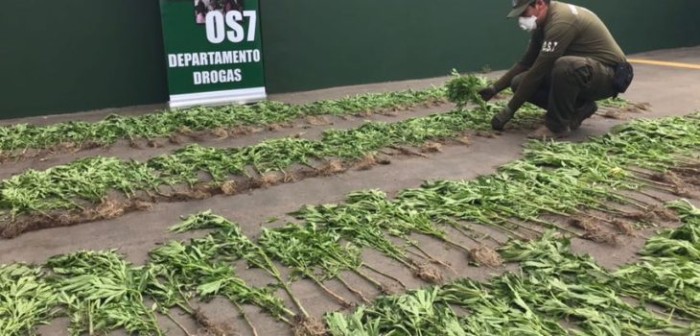Descubren 7 canchas de cultivo de marihuana en Petorca avaluado en $500 millones